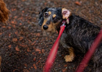 dachshund on lead