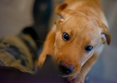 puppy red fox labrador jumping up on leg