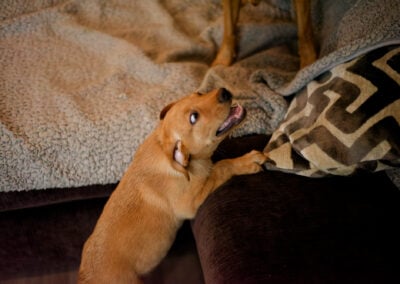 puppy trying to jump up on sofa