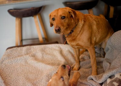 dog staying out of puppy's way