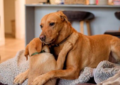 redo fox labrador adult and puppy