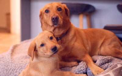 red fox labrador and puppy
