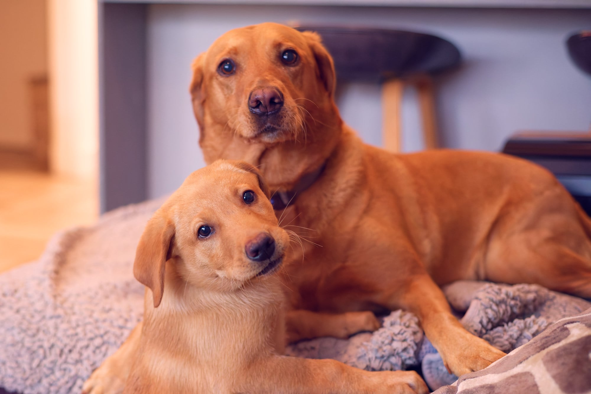 hudson and sage red fox labrador and puppy