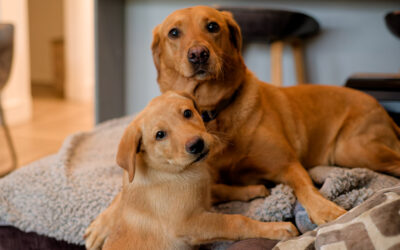 rox fox labrador bitch and puppy