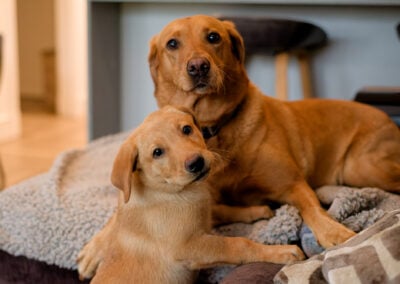 rox fox labrador bitch and puppy