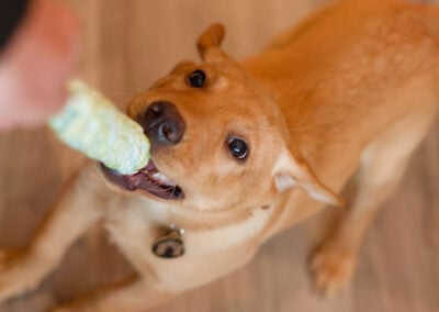 tug rope toy and red fox labrador puppy
