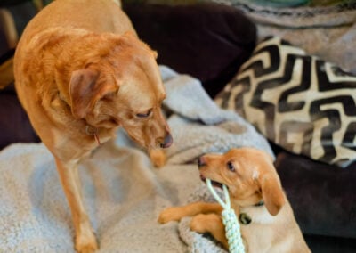 puppy offering toy to dog