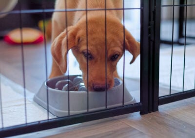puppy eating its lunch
