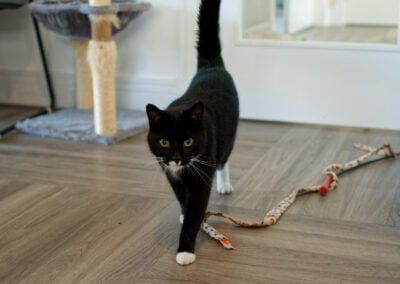 black and white cat