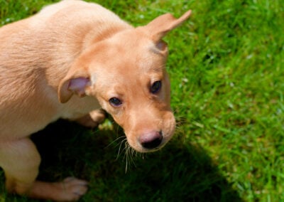 puppy on lawn