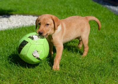 puppy carrying a football