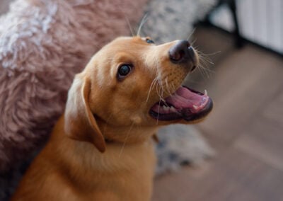 happy red fox larbador puppy