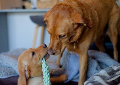 puppy with rope toy