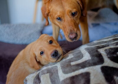 rox fox lab and puppy