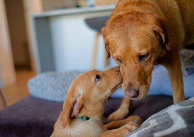 Red fox labrador sniffing a dog