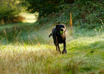 black labrador running at parklea, port glasgow