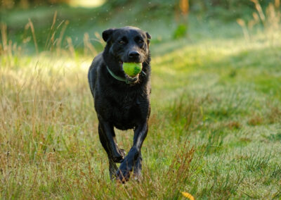 labrador running to camera