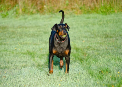 doberman standing on dew covered grass