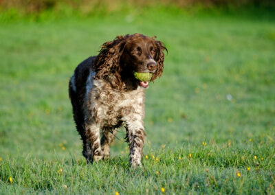 springer spaniel on dew covered grass