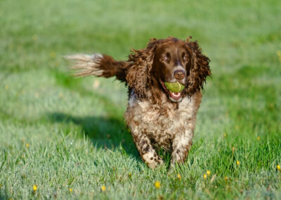 springer spaniel on a sunny october morning