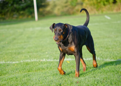 doberman, sunlit on a morning walk