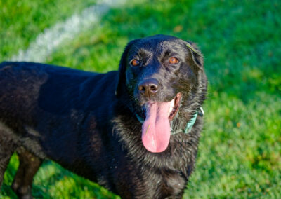 black labrador photo