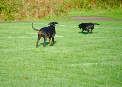 doberlam and labrador running for a ball