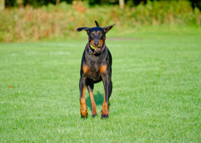 black labrador running with a ball