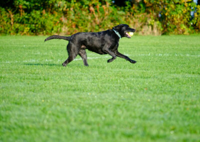 side on profile of labrador running with a ball