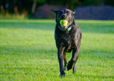 black labrador running in the morning sun