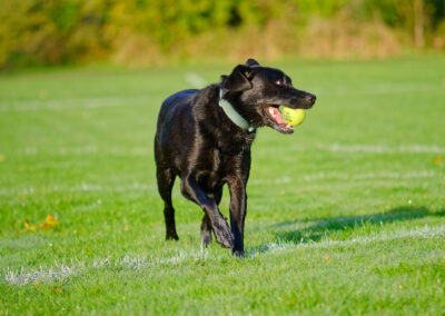 black labrador looking to the side