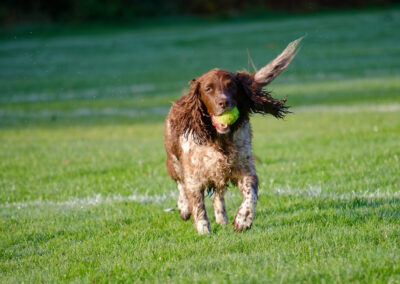 happy springer spaniel with ball