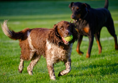 springer spaniel and doberman with a ball their mouths