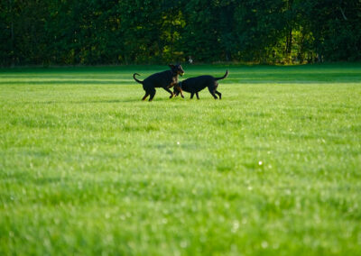 two black dogs in a dew covered park