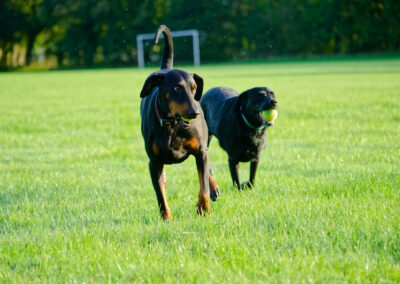 doberman and black labrador on a morning walk at the park