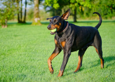side on photo of a doberman running