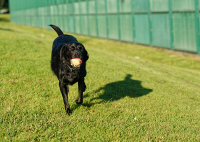 dog walking a black Labrador at parklea association in port glasgow