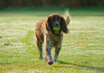 springer spaniel sunlit from behind
