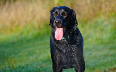 a panting black labrador