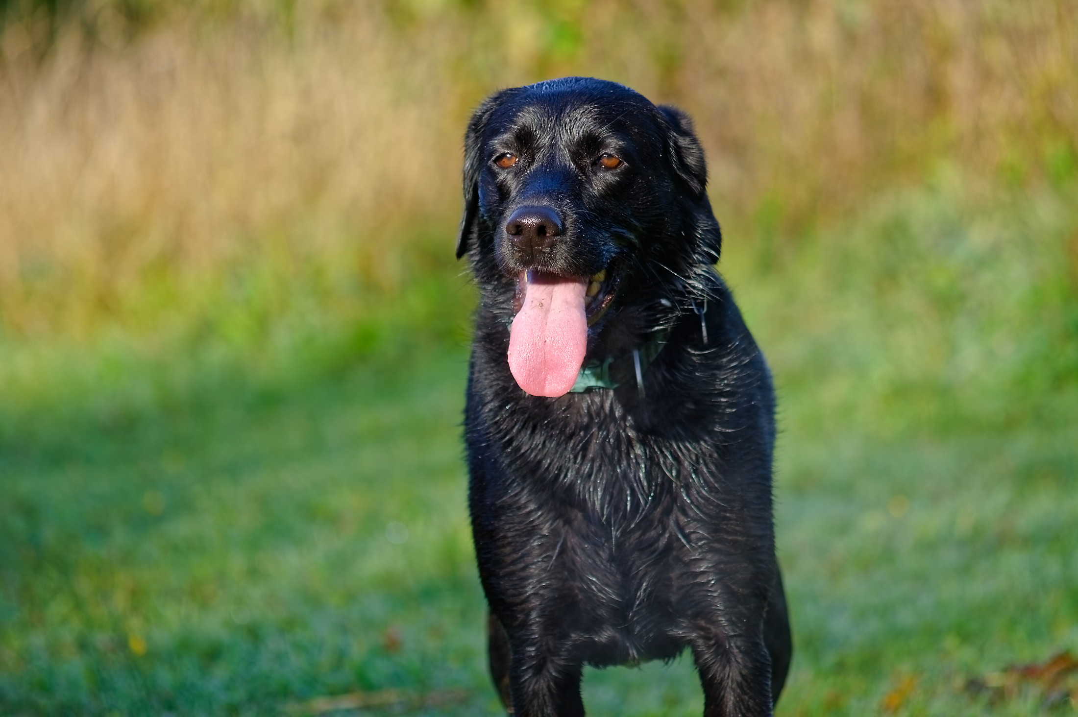 bella the labrador a panting black labrador