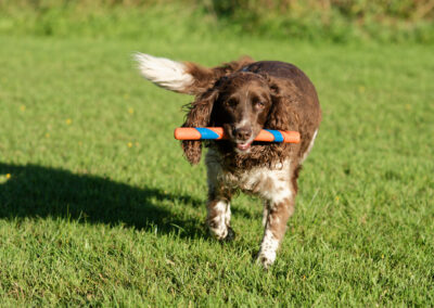springer spaniel with Kong stick toy
