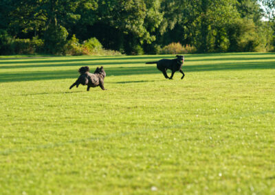 dog chasing after another dog on grass