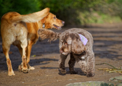 groomed cockapoo and red fox labrador