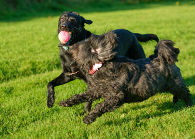 black labrador and tibetan terrier