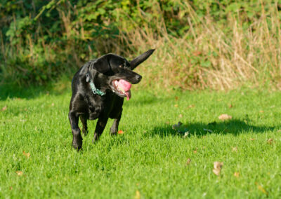black labrador with ball