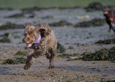 cockapoo running on a beach