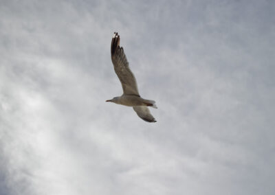 seagull flying past