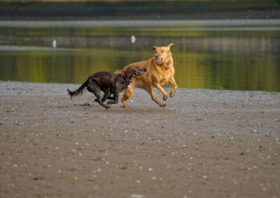 cocker spaniel and labrador running on a beach