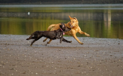 red fox labrador running beside a cocker spaniel on the beach