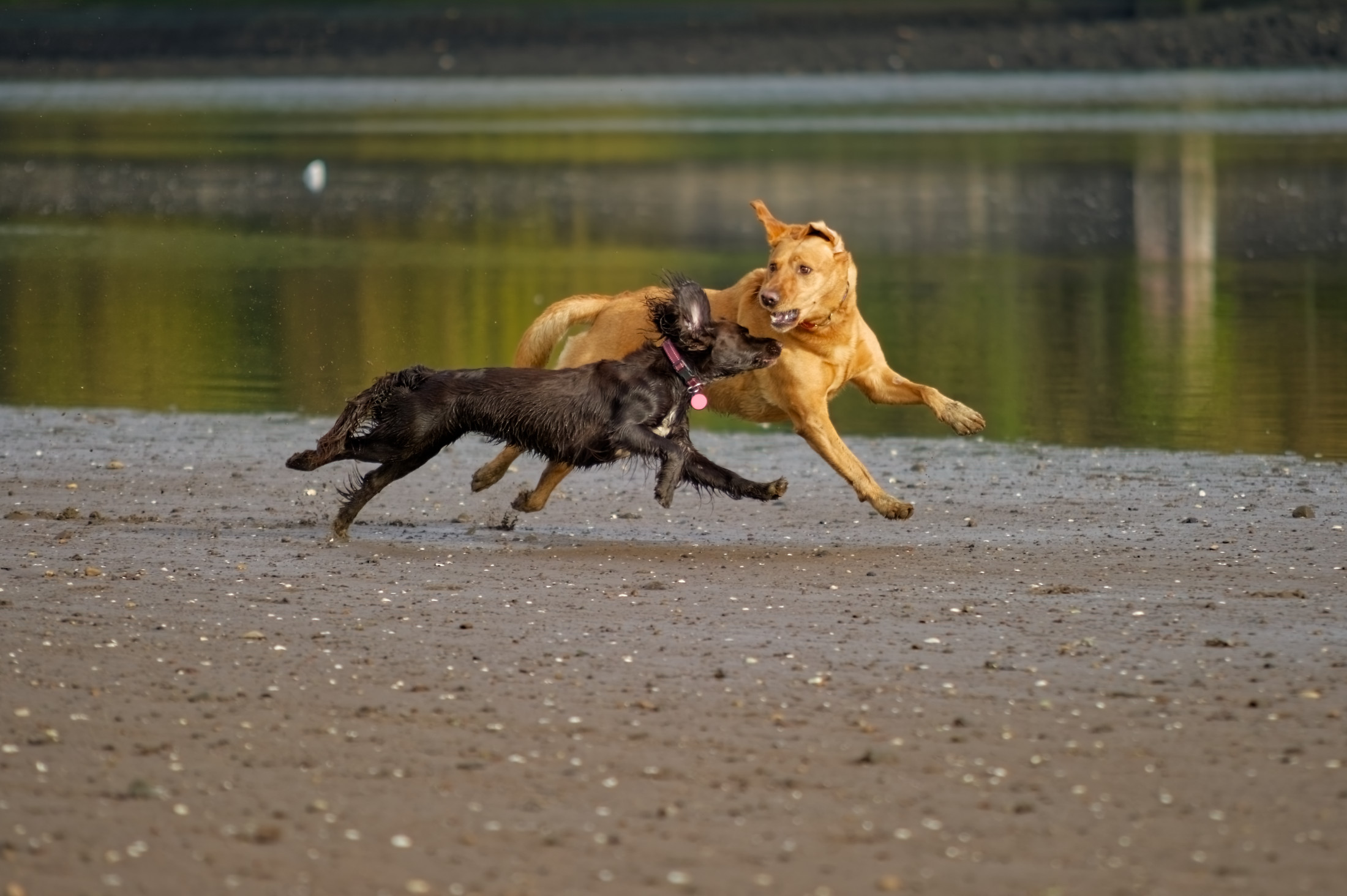 sage and molly red fox labrador running beside a cocker spaniel on the beach